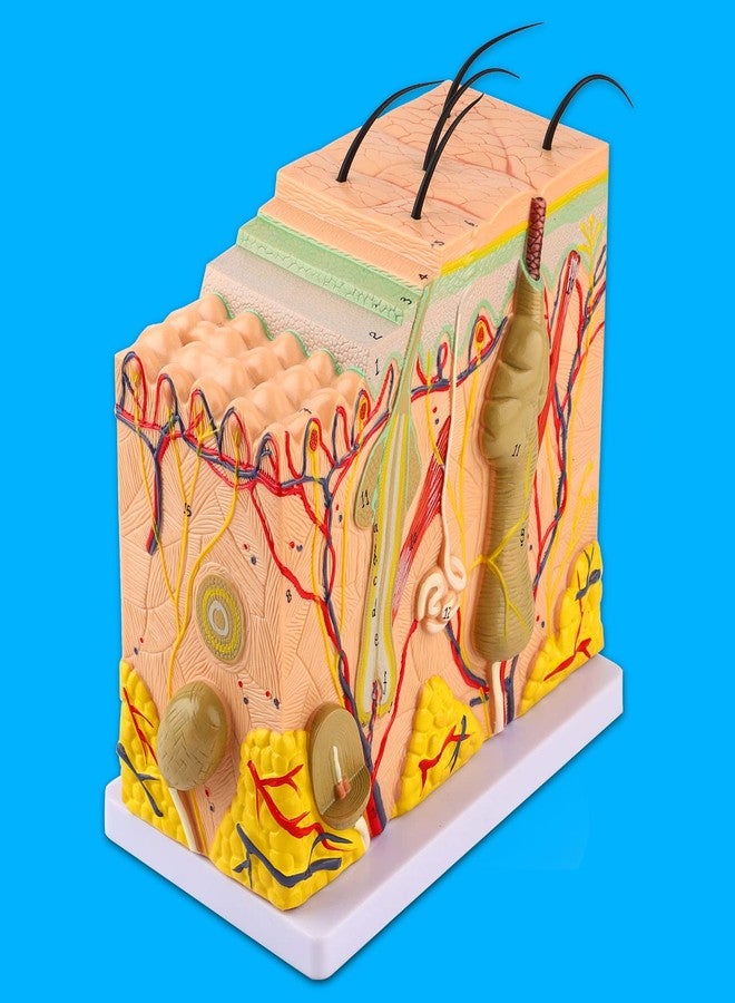 Asixxsix Skin Model, 50X Enlarged Anatomical Model Anatomy 3D Human Skin Magnified Tissue Structure Model with Hair for Science Classroom Learning Teaching Display Medical Skin Marking - Image 2